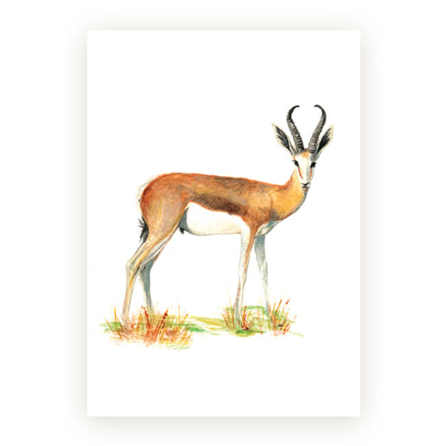 Watercolour African Gift Cards