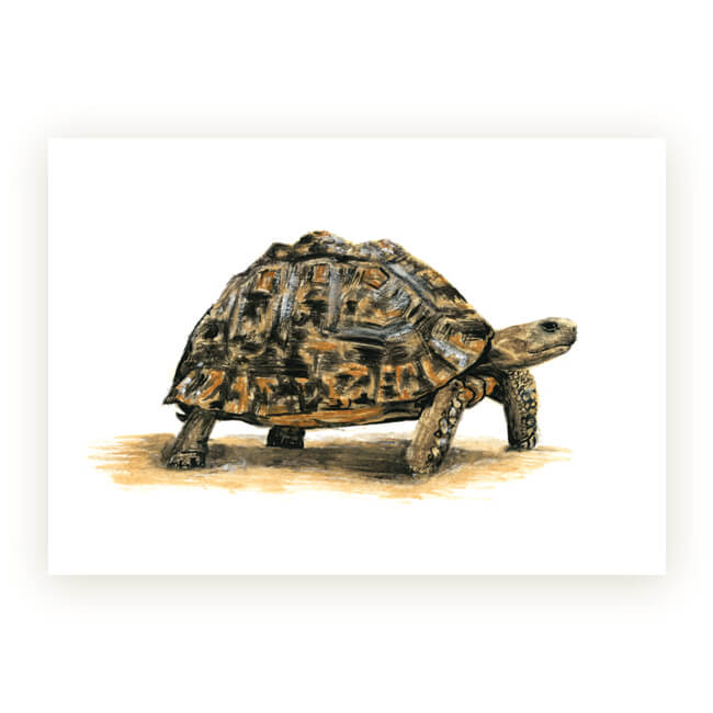 Watercolour African Gift Cards