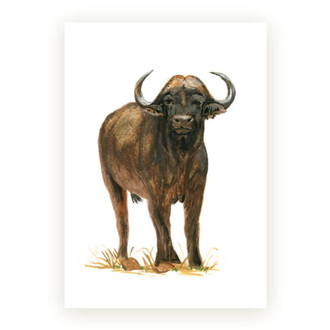 Watercolour African Gift Cards