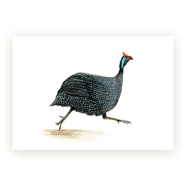 Watercolour African Gift Cards