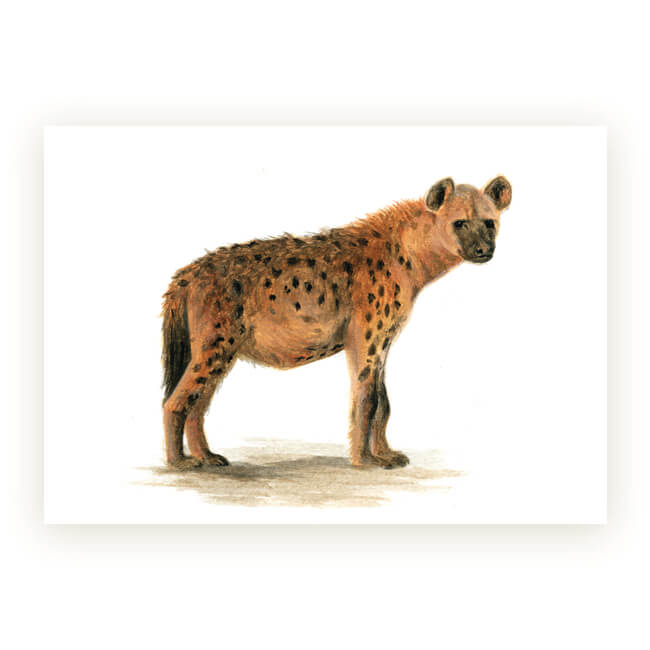 Watercolour African Gift Cards