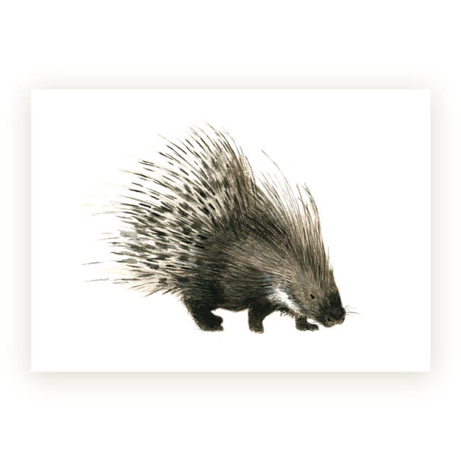 Watercolour African Gift Cards